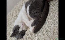 Scottish gatti per accoppiamento: Mia cerca fidanzato a Città metropolitana di Milano - Immagine 2
