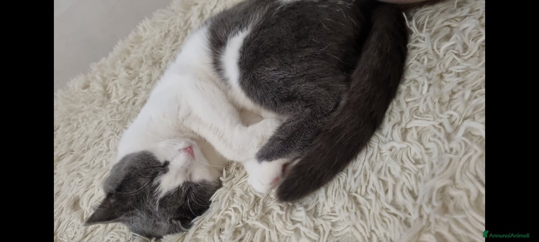Scottish gatti per accoppiamento: Mia cerca fidanzato a Città metropolitana di Milano - Immagine 2