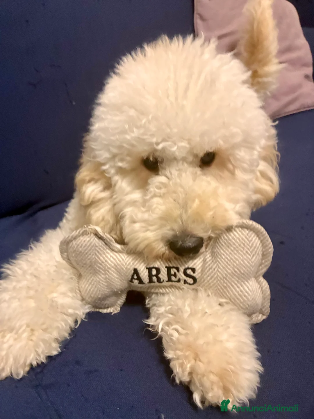 Barboncino cani per accoppiamento: Ares barboncino nano  - Annuncio 2