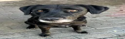 Labrador cani in regalo: ELIJA CAGNOLINA D'ORO - Annuncio 5