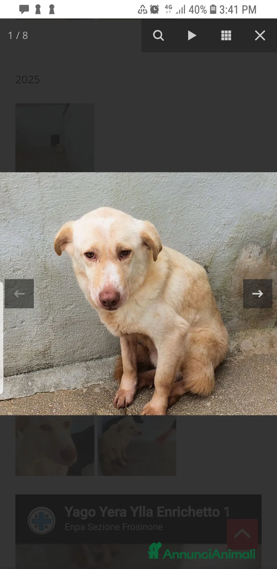 Meticcio cani in regalo: Entichetto  - Annuncio 3