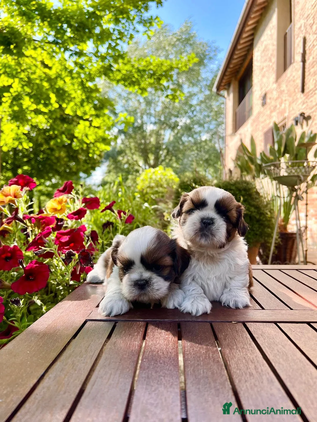 Shih Tzu cani in vendita: Bellissimi Shihtzu a Città Metropolitana di Firenze - Annuncio 3