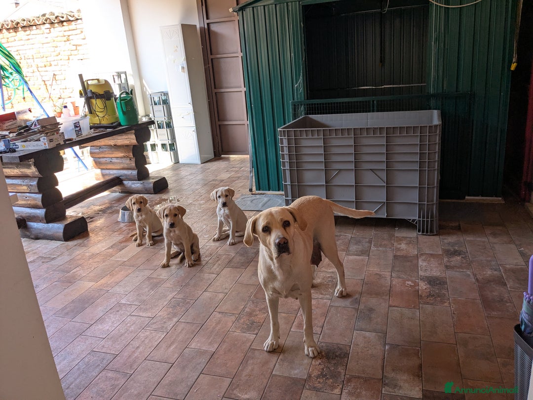 Labrador cani in vendita: Labrador Miele  a Provincia di Brescia - Immagine 2