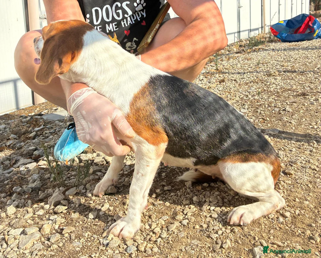 Beagle cani in regalo: Jill, un amore di Beagle a Città metropolitana di Milano - Annuncio 5