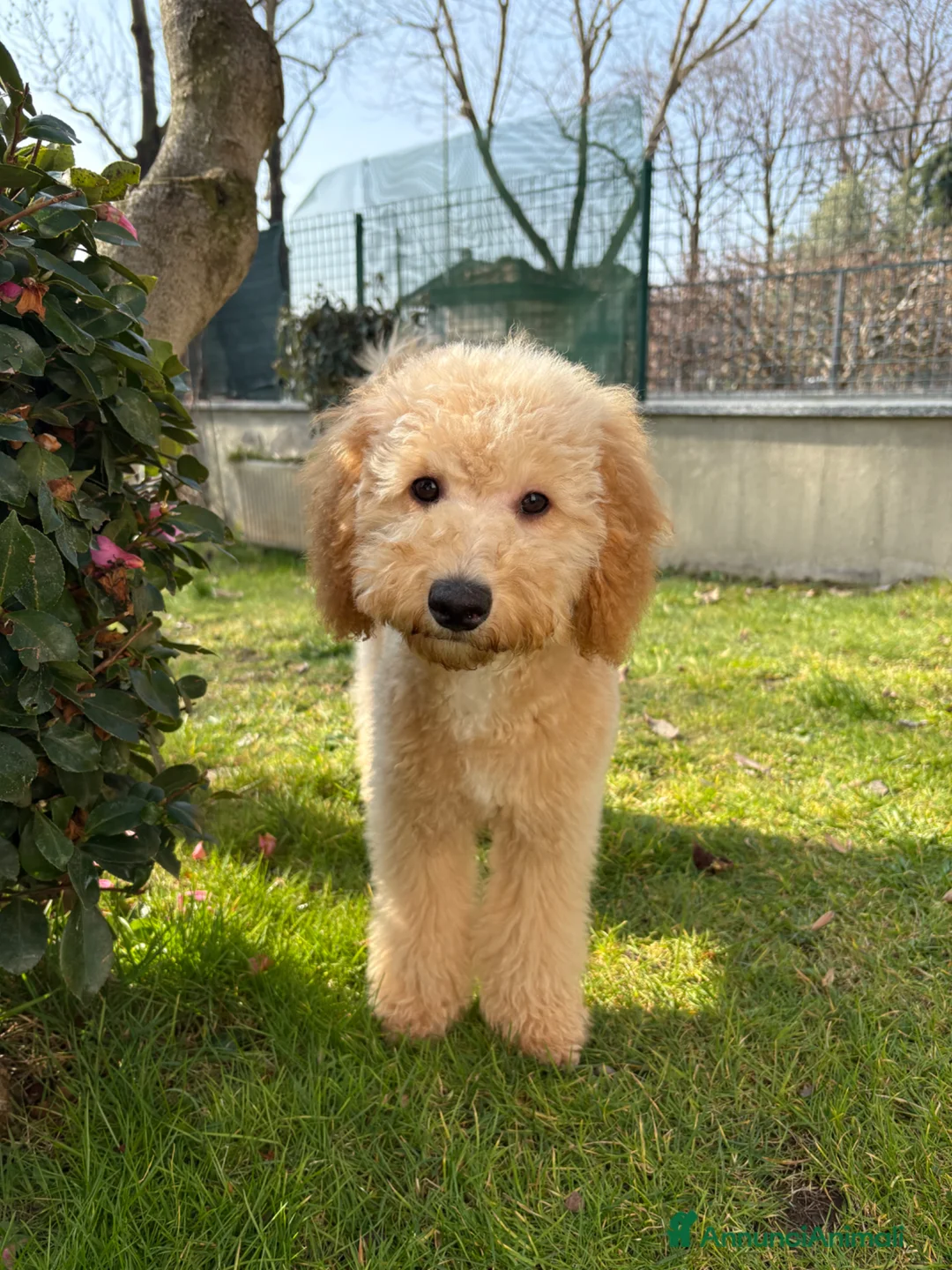 Barboncino cani in vendita: Cucciola di barboncino - Annuncio 2