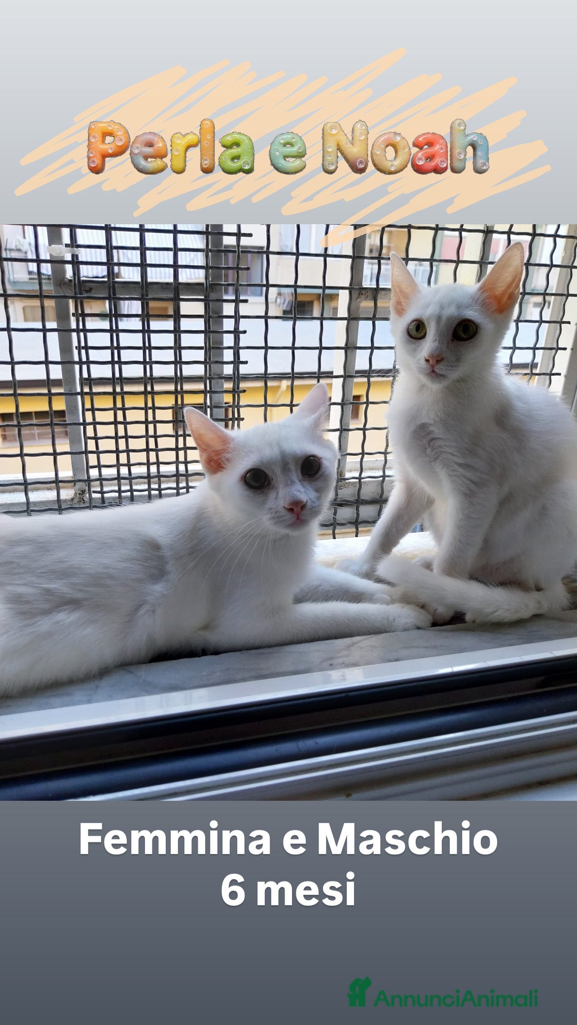 Europeo gatti Gatti di 6 mesi in cerca di casa - Annuncio 1