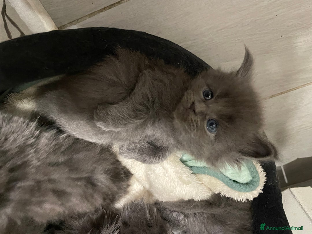 Maine Coon gatti in vendita: Mainecoon - Annuncio 16