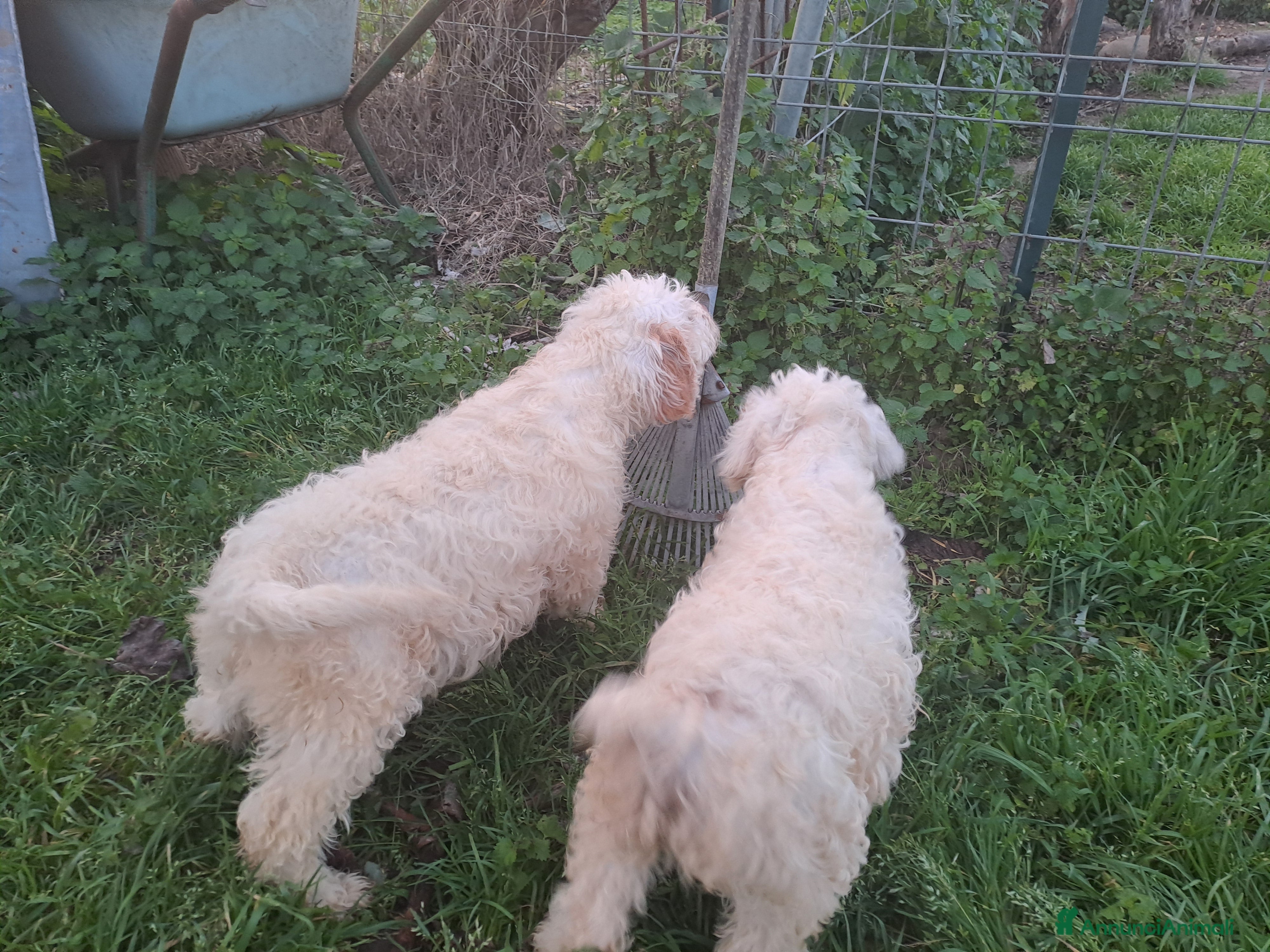 Lagotto cani Cuccioli di Lagotto Romagnolo  - Annuncio 2