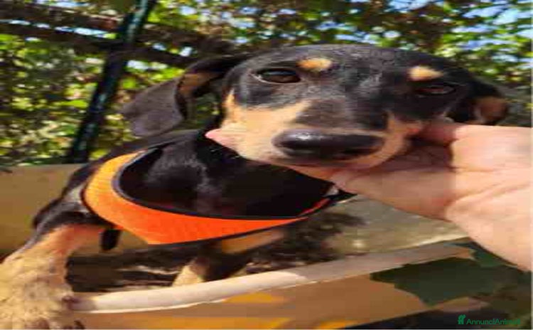 Dobermann cani a Libero consorzio comunale di Ragusa - Annuncio 1