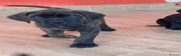 Cane Corso cani in vendita: Cuccioli Cane Corso nati il12 02 26 - Annuncio 9