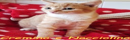 Europeo gatti in regalo: CREMINO E NOCCIOLINO - Annuncio 2