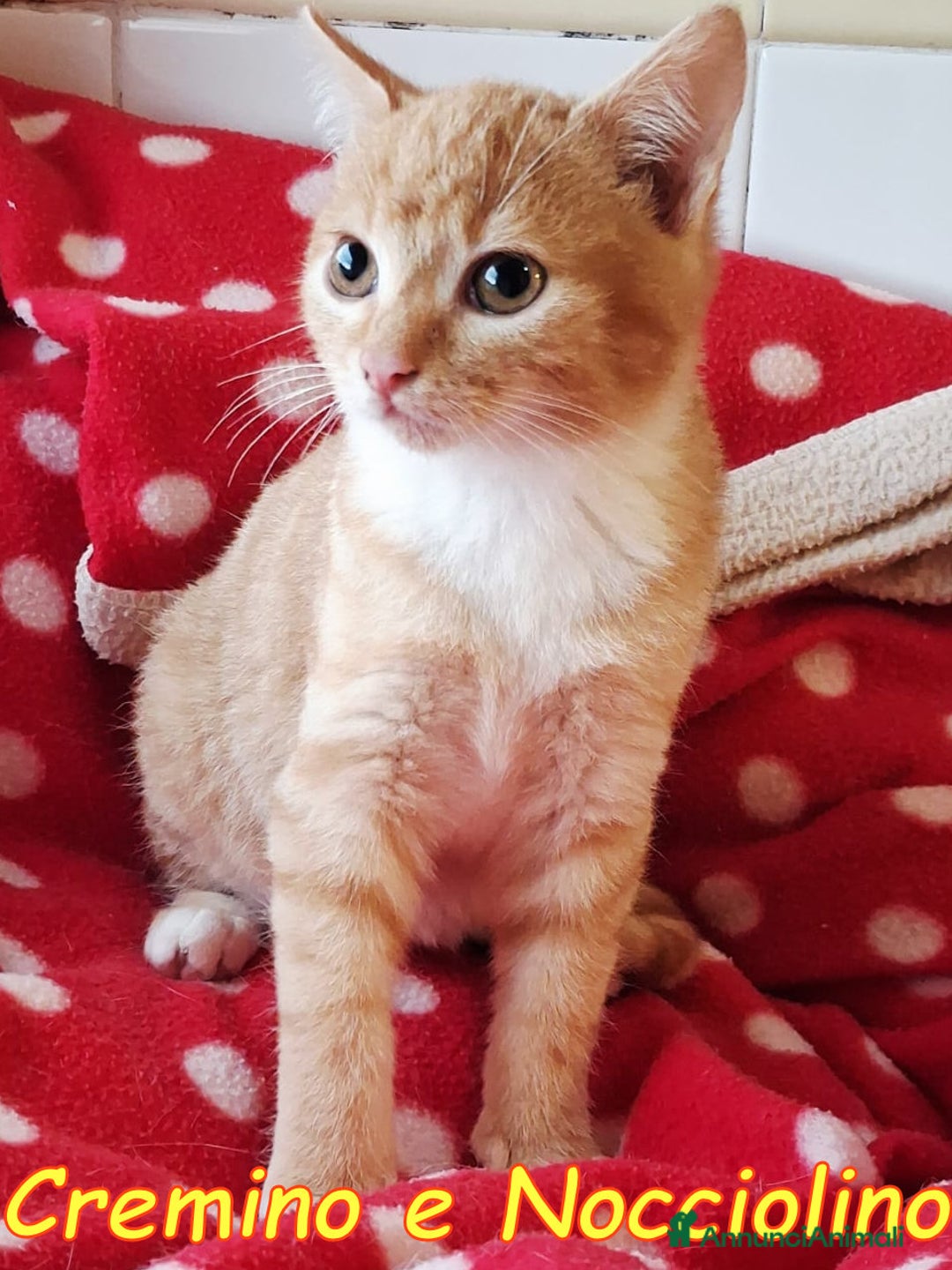 Europeo gatti in regalo: CREMINO E NOCCIOLINO - Annuncio 2