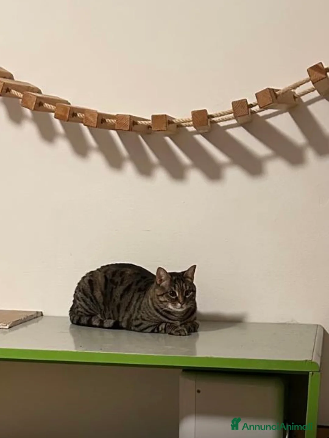 Meticcio gatti in regalo: Gatta dolcissima rimasta orfana - Annuncio 2