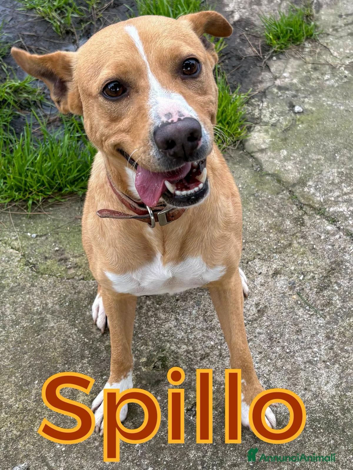 Meticcio cani SPILLO 💙 - piccola taglia, gigante personalità 😂 a Provincia di Alessandria - Annuncio 1