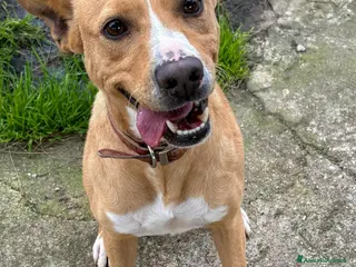 Meticcio cani SPILLO 💙 - piccola taglia, gigante personalità 😂 a Provincia di Alessandria - Annuncio 1