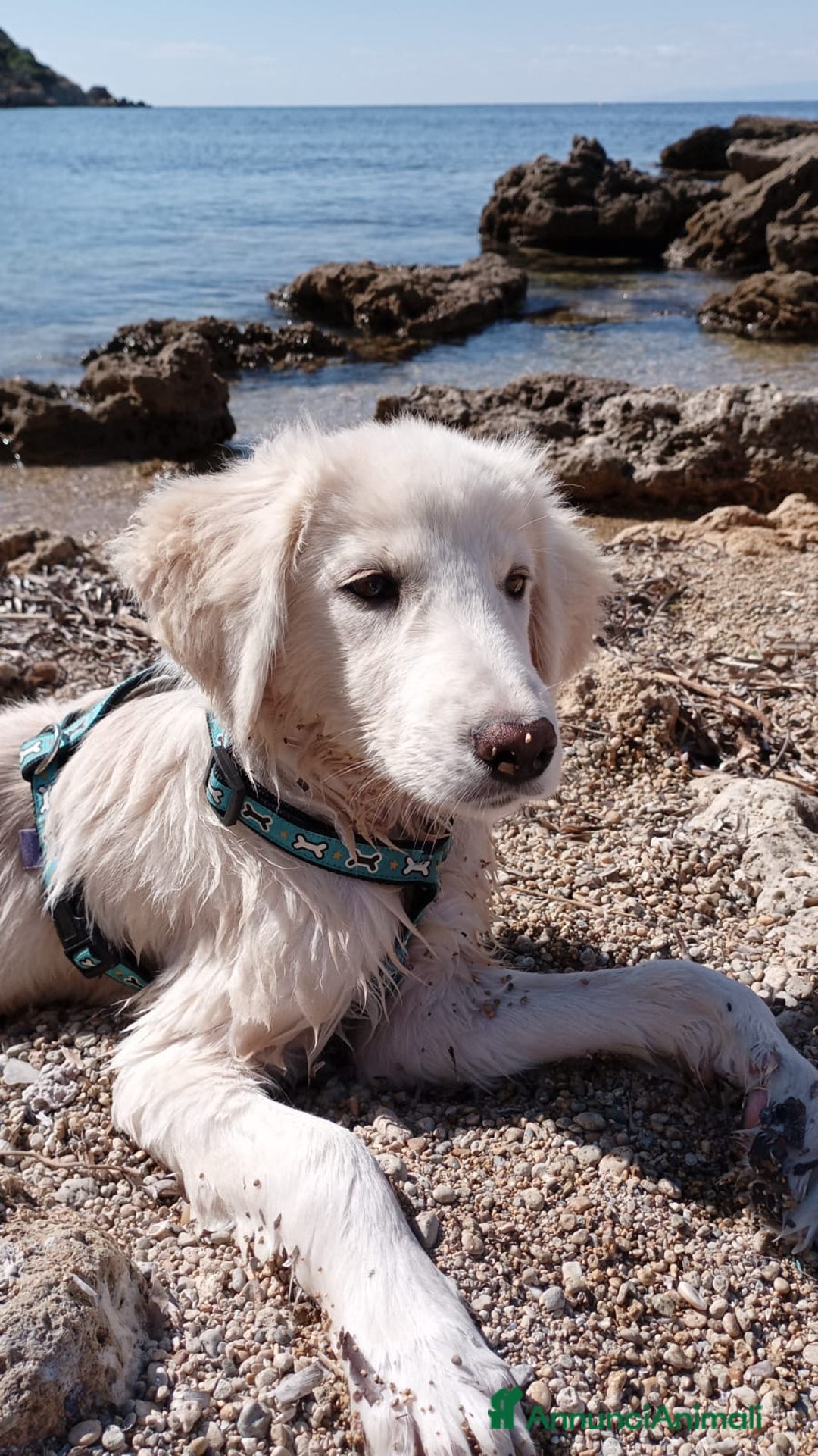 Altre razze cani in regalo: Toby splendido mix golden cerca casa - Annuncio 8