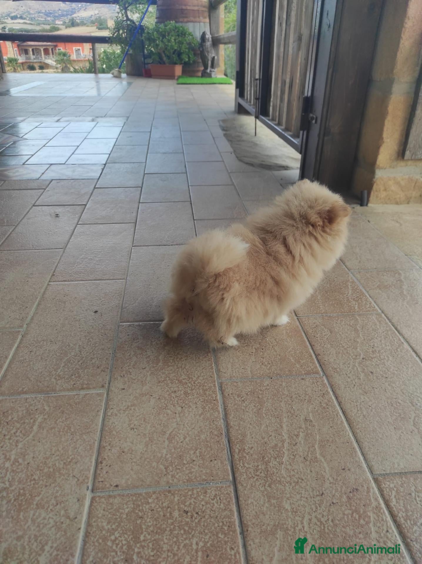 Volpino Pomerania cani in vendita: Pomeriana  - Annuncio 4