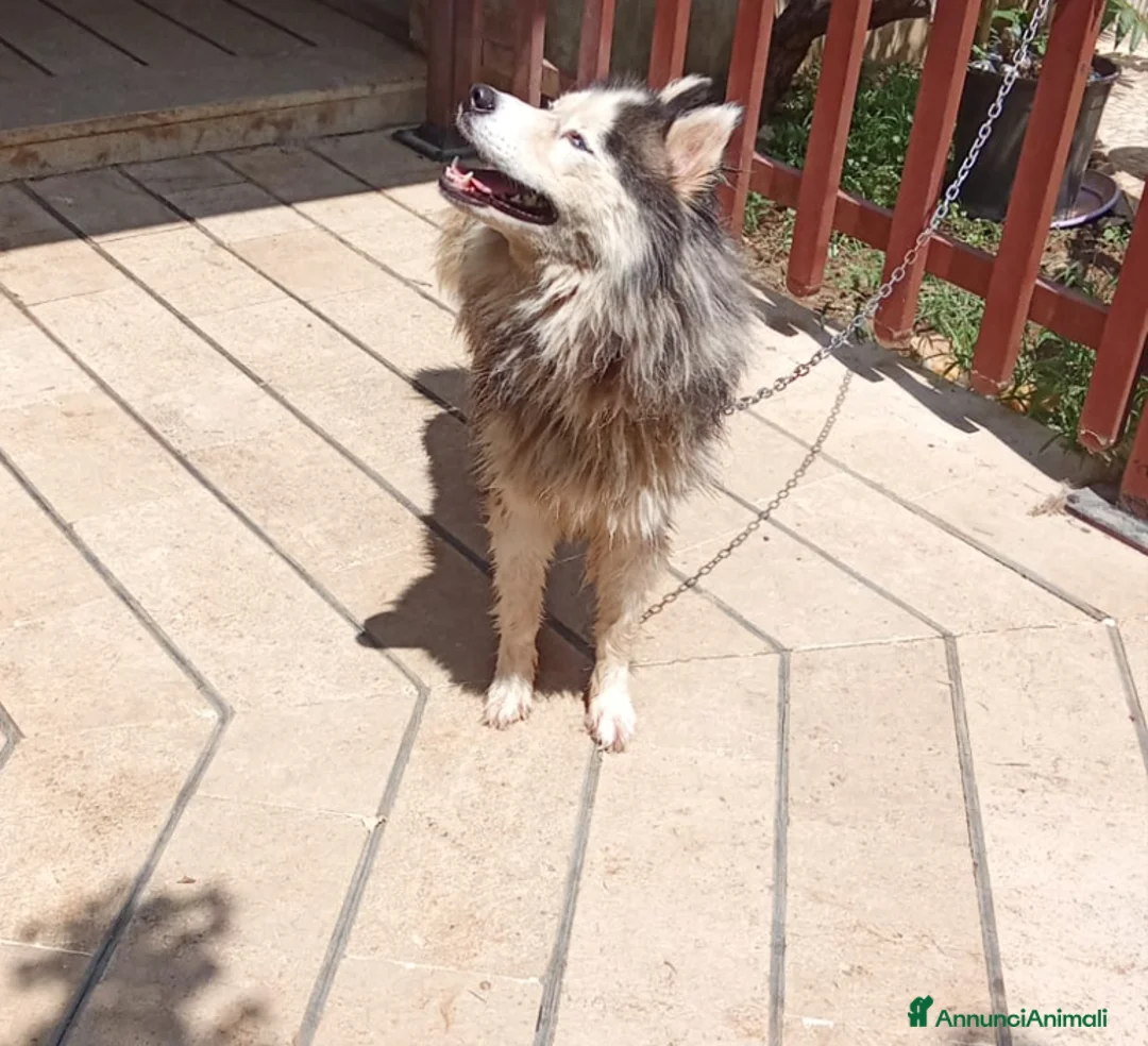 Alaskan Malamute cani in regalo: Splendida Malamute Vicky a Città Metropolitana di Milano - Annuncio 2