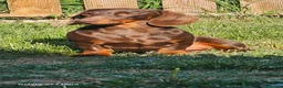 Bassotto Nano cani per accoppiamento: Bassotto nano per accoppiamento  - Annuncio 1