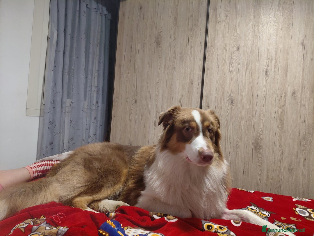 Australian Shepherd cani per accoppiamento: Pastore australiano  - Annuncio 17