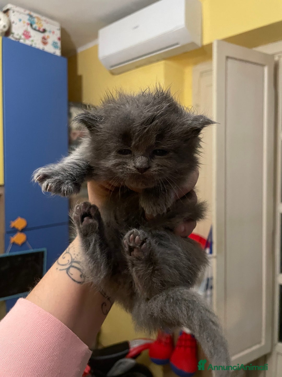 Maine Coon gatti in vendita: Mainecoon - Annuncio 26