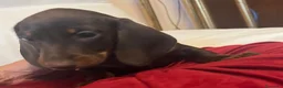 Bassotto cani in vendita: Cuccioli Bassotto Kaninchen e nano - Annuncio 8