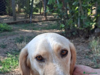 Meticcio cani RAMONA STA ASPETTANDO LA SUA MAMMA E IL SUO PAPA' - Annuncio 5