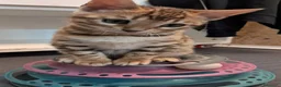 Bengala gatti in vendita: Bengala cuccioli con pedegree a Città Metropolitana di Venezia - Annuncio 1