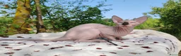Sphynx gatti in vendita: Disponibili splendidi cuccioli di Sphynx ✨ - Annuncio 3