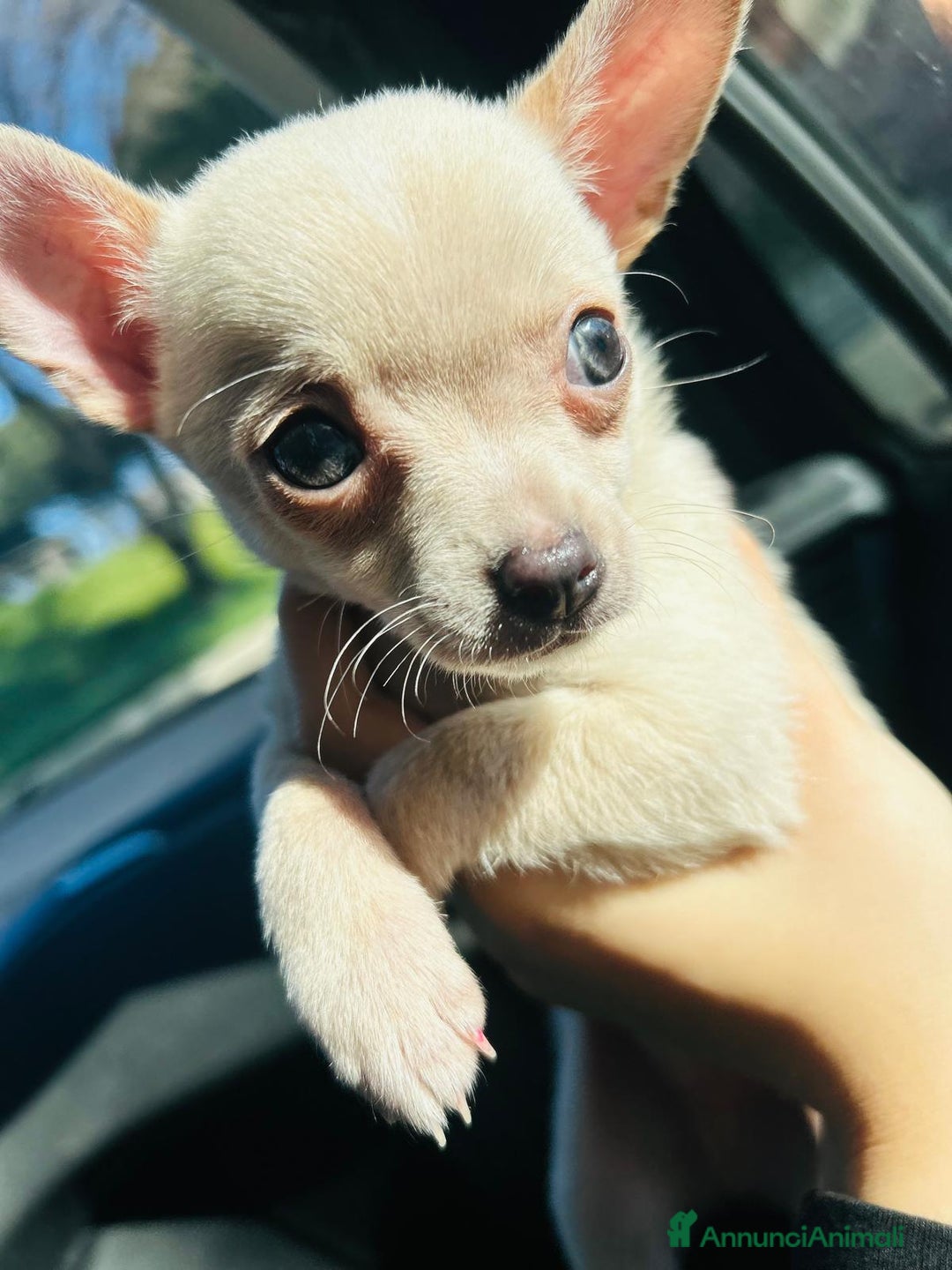 Chihuahua cani per accoppiamento: Chihuahua toy per monta 250€ - Annuncio 2