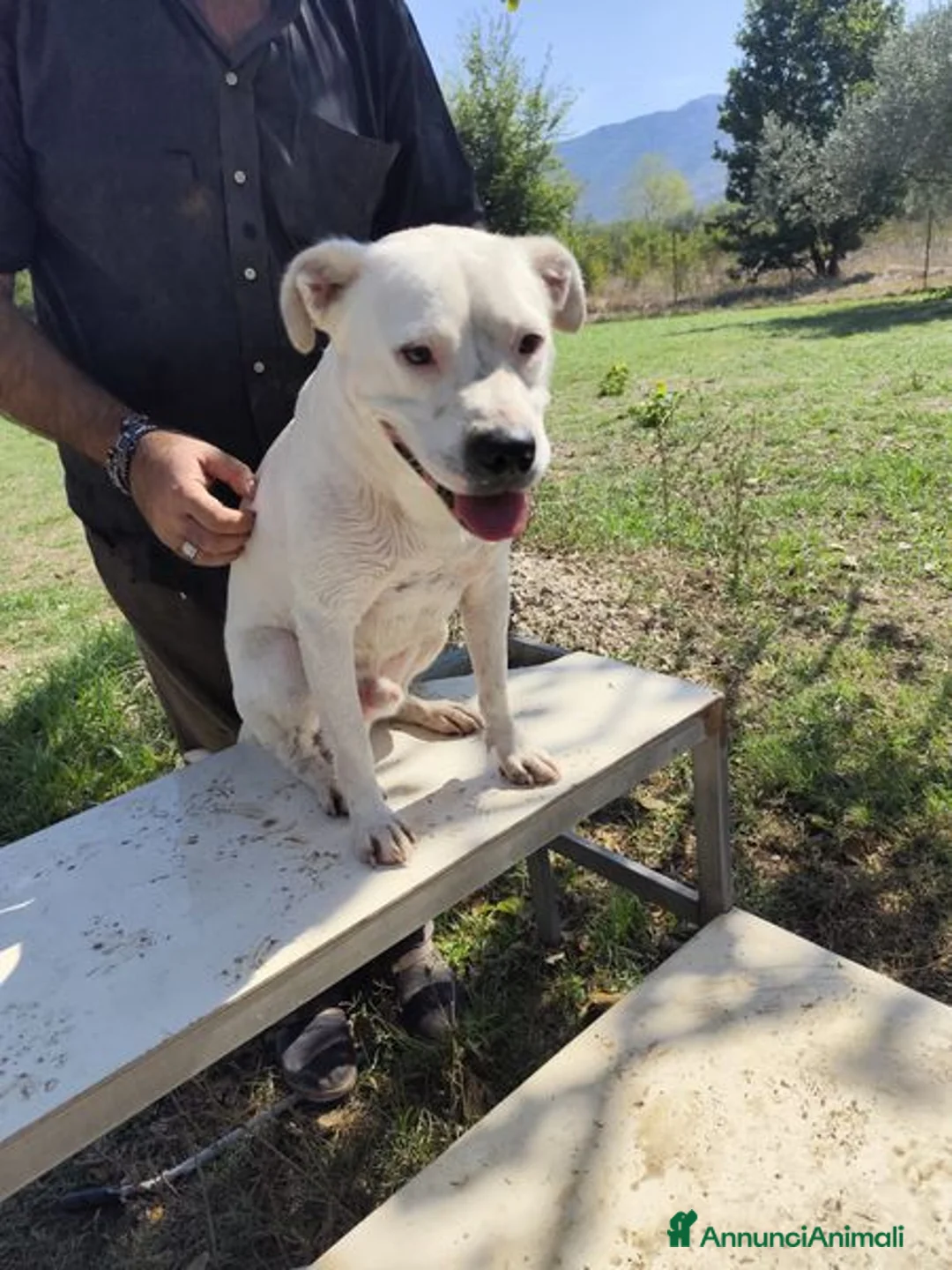 Meticcio cani in regalo: SIMBA simil Staffordshire Bull Terrier - Annuncio 7