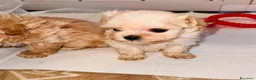 Maltipoo cani in vendita: Splendida cucciolata di Maltipoo - Annuncio 2