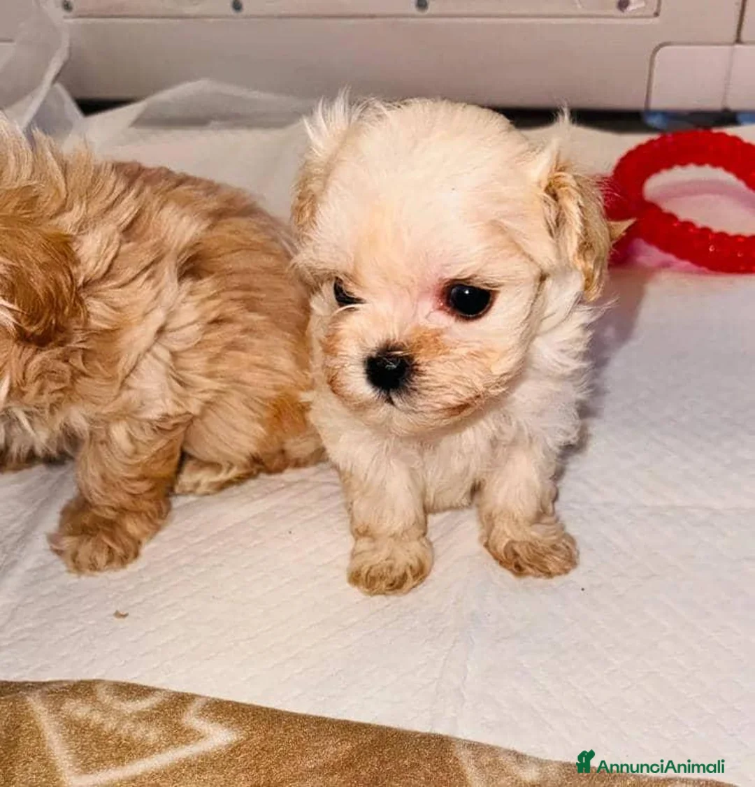 Maltipoo cani in vendita: Splendida cucciolata di Maltipoo - Annuncio 2