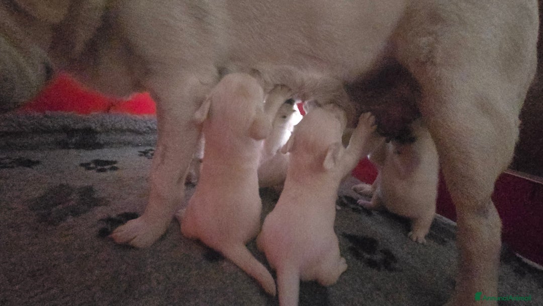 Labrador cani in vendita: Cuccioli Labrador  a Provincia di Perugia - Immagine 14