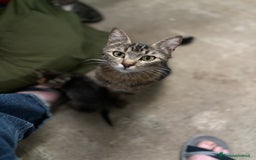 Altre razze gatti in vendita: 7 allegri batuffoli in cerca di casa a Province of Brescia - Immagine 16