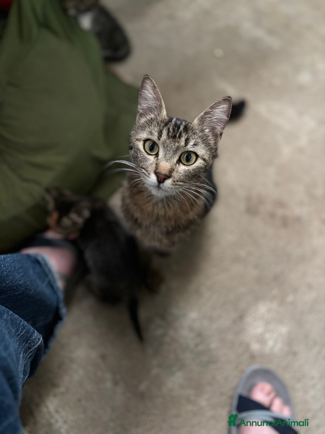 Altre razze gatti in vendita: 7 allegri batuffoli in cerca di casa a Province of Brescia - Immagine 16