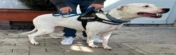 Meticcio cani in regalo: LOLA DOGO ARGENTINO - Annuncio 4