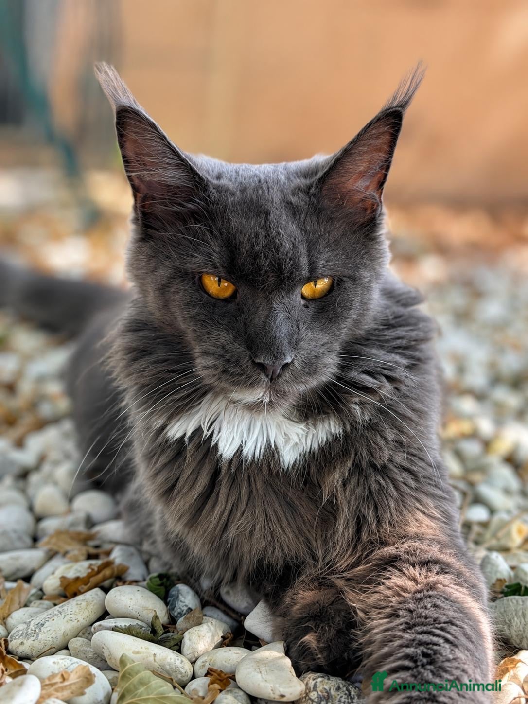 Maine Coon gatti Cuccioli Maine coon - Annuncio 1