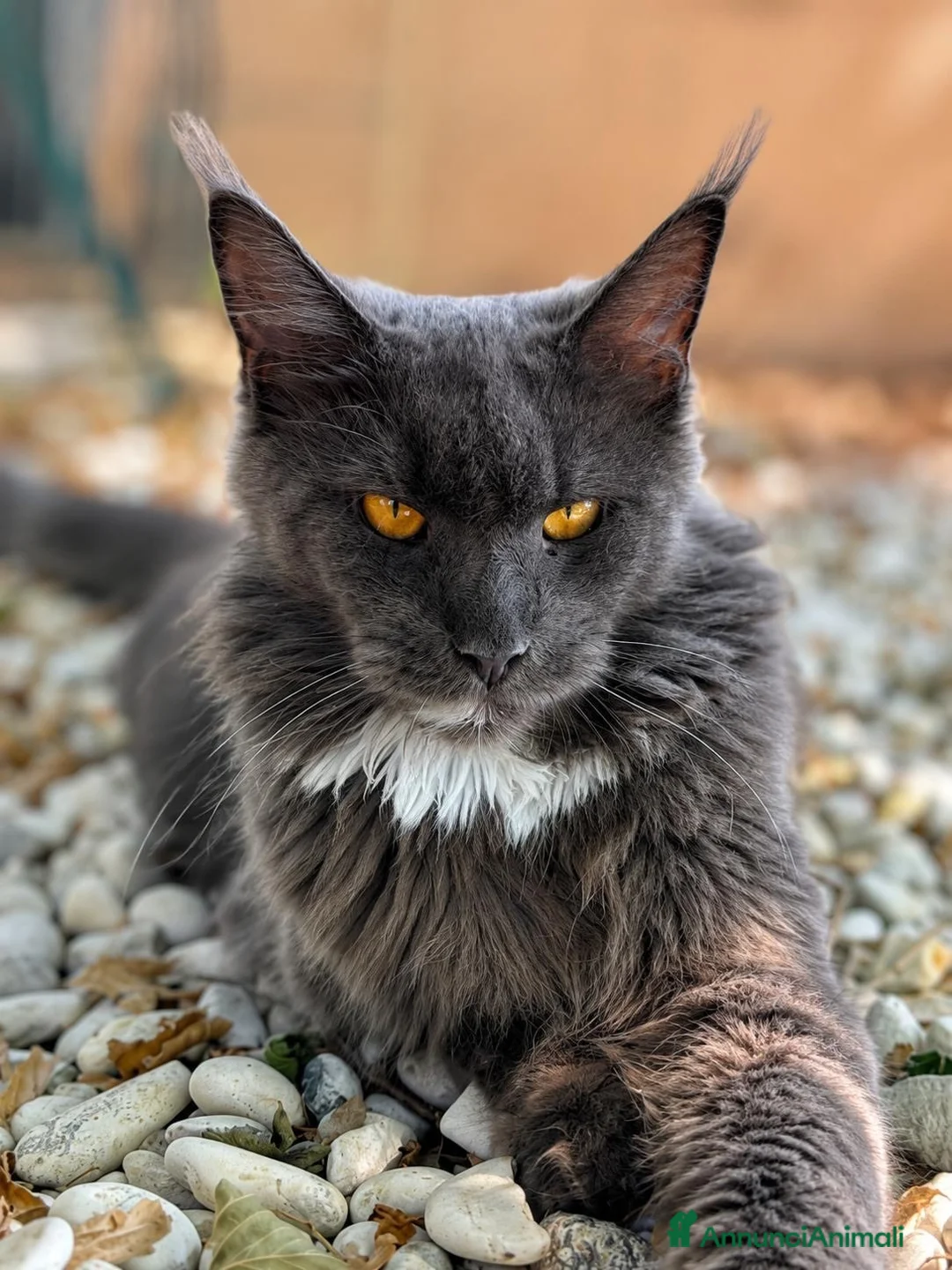 Maine Coon gatti in vendita: Cuccioli Maine coon a Città metropolitana di Roma Capitale - Annuncio 1