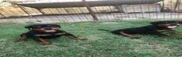 Rottweiler cani in vendita: Cuccioli rottweiler - Annuncio 4