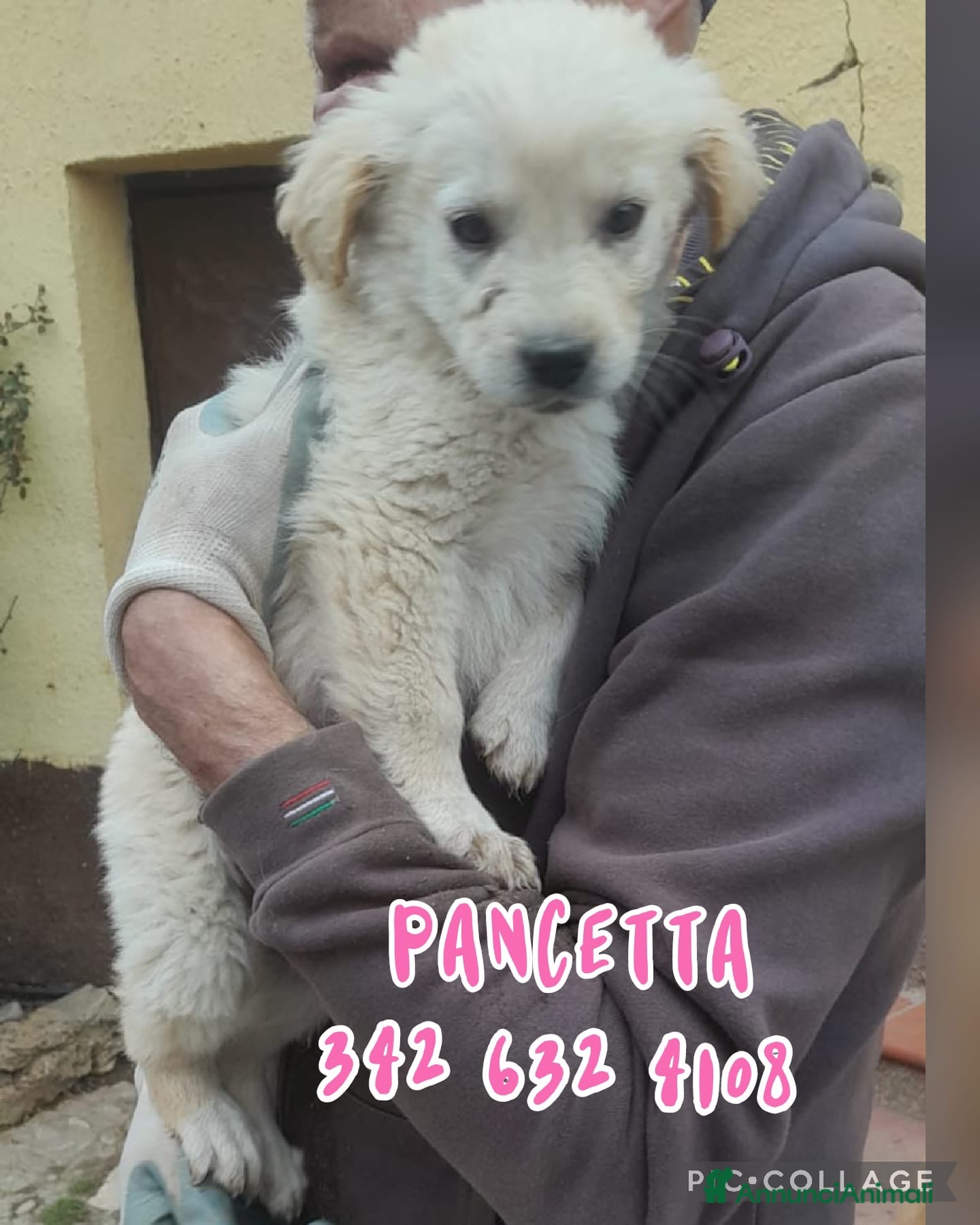 Meticcio cani PANCETTA 🩷 - cucciola futura taglia media.Chiama! - Annuncio 3