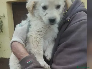 Meticcio cani PANCETTA 🩷 - cucciola futura taglia media.Chiama! - Annuncio 3