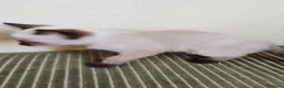 Siamese gatti in vendita: Siamese a Provincia di Biella - Annuncio 4