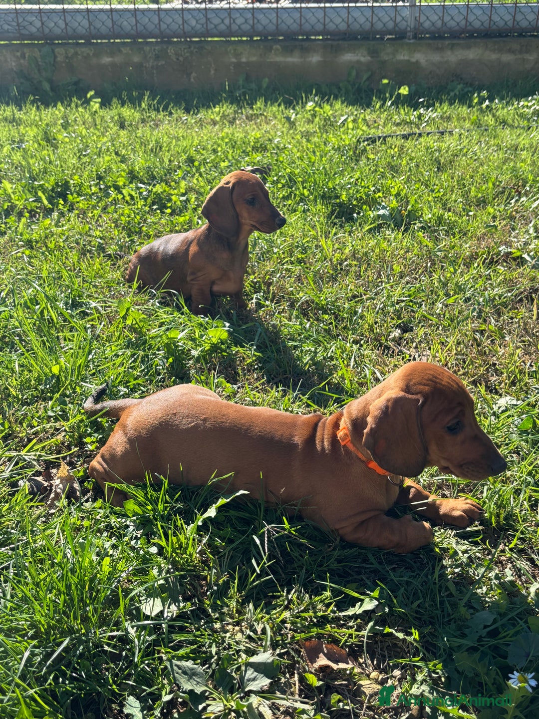 Bassotto cani in vendita: Cucciolo bassotto standard tedesco pelo corto - Annuncio 5