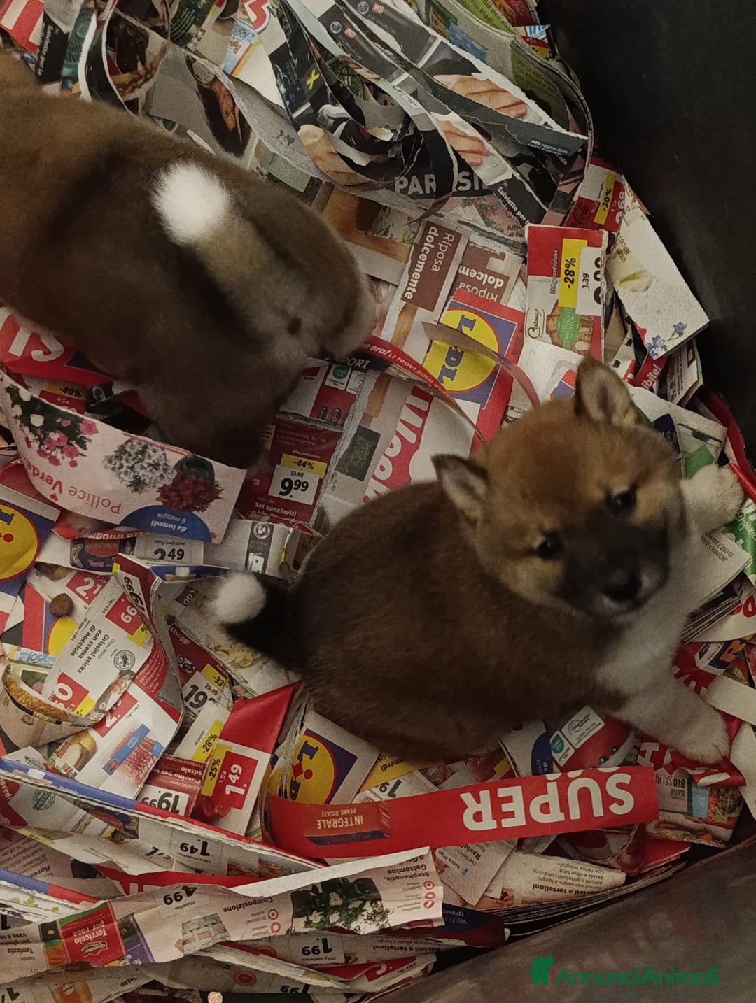 Shiba Inu cani in vendita: Shiba Inu a Province of Pavia - Annuncio 5