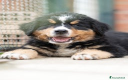 Bovaro del Bernese cani in vendita: Bernerdok's Aunts Cuccioli Y a Città Metropolitana di Torino - Immagine 5