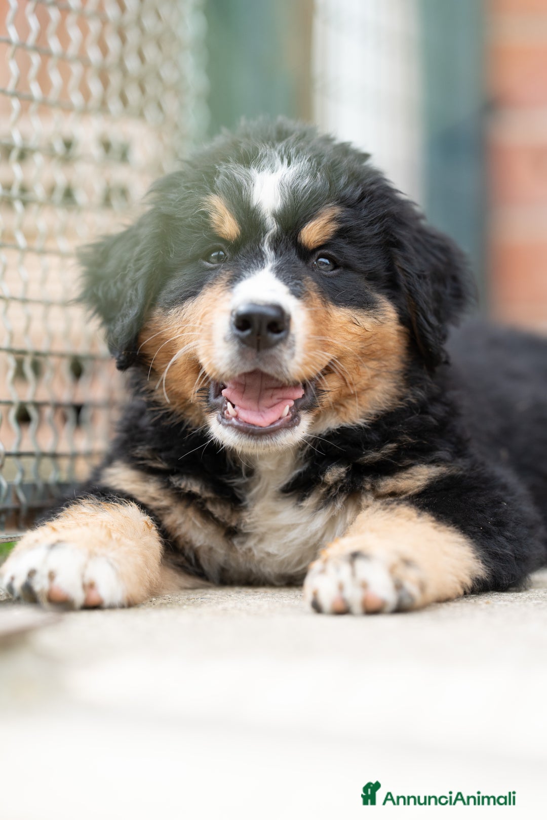Bovaro del Bernese cani in vendita: Bernerdok's Aunts Cuccioli Y a Città Metropolitana di Torino - Immagine 5