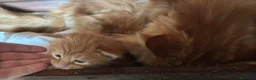 Maine Coon gatti in vendita: Cuccioli maine coon (Lestat X Hvitt Lys) - Annuncio 14