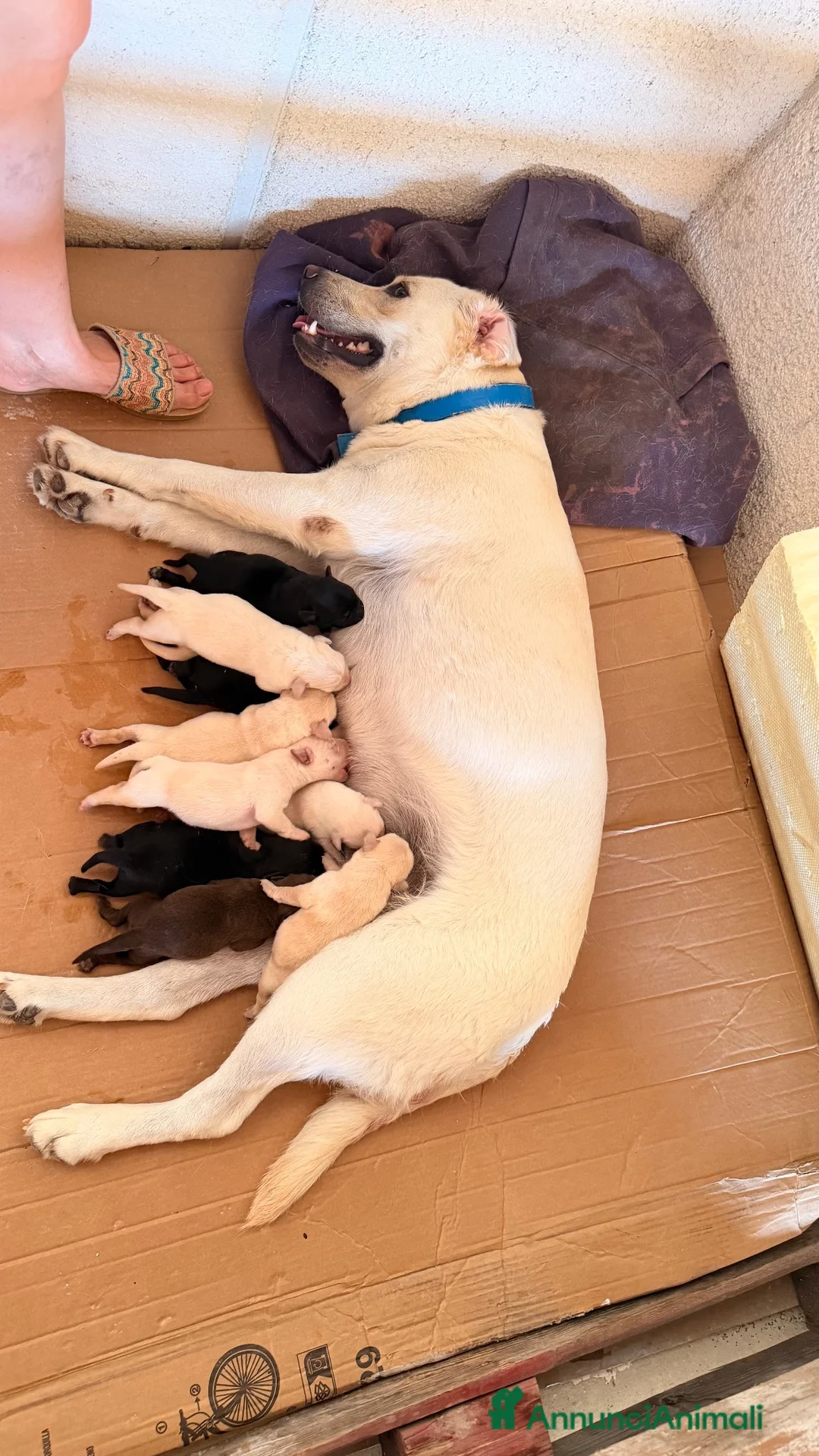 Meticcio cani in vendita: Cuccioli simil Labrador - Disponibili tra 1 mese a Città metropolitana di Palermo - Annuncio 20