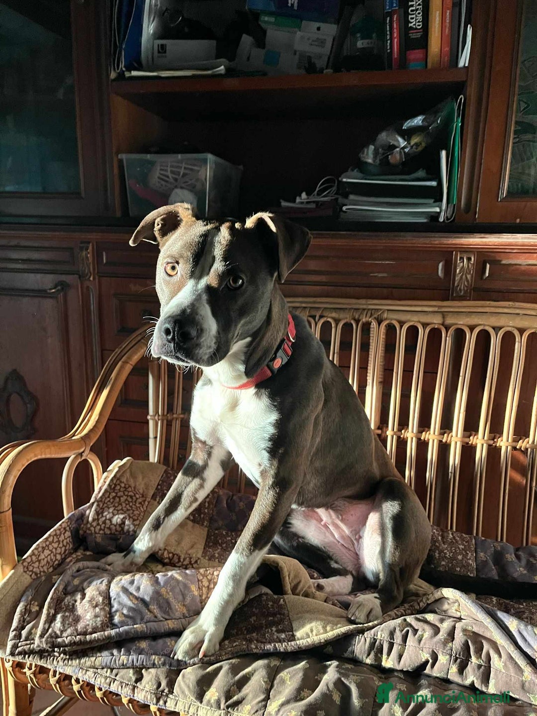 Pitbull cani in regalo: OLIVIA, dolcissima mix PIT cerca casa! - Annuncio 3